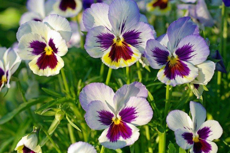 Виола – фото