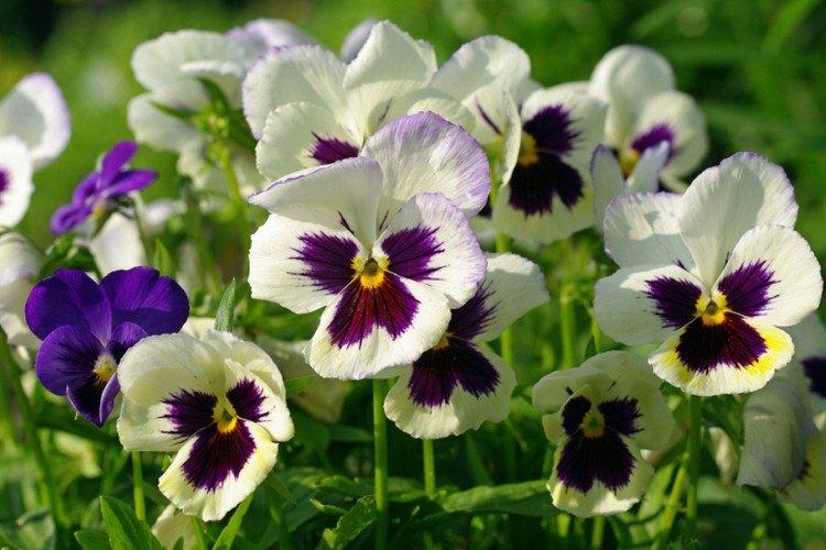 Виола – фото