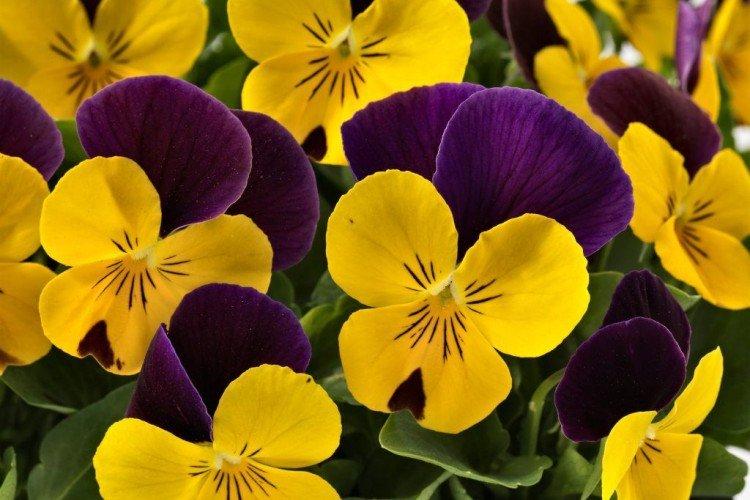 Рогатая виола