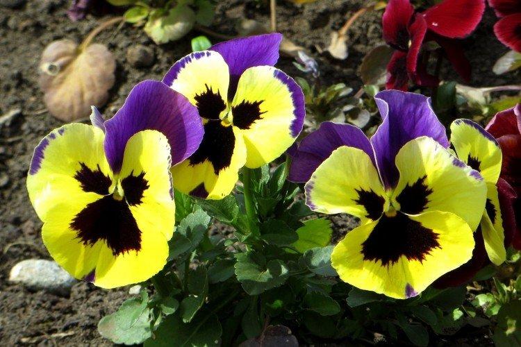 Пятнистая виола