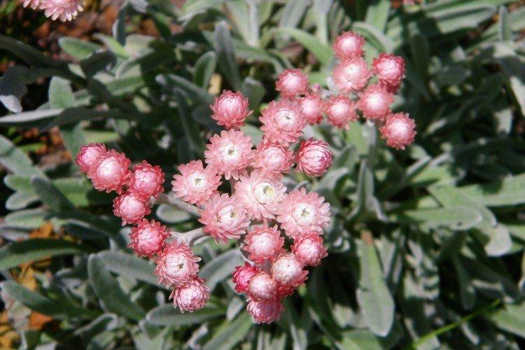 Милфовидный гелихризум