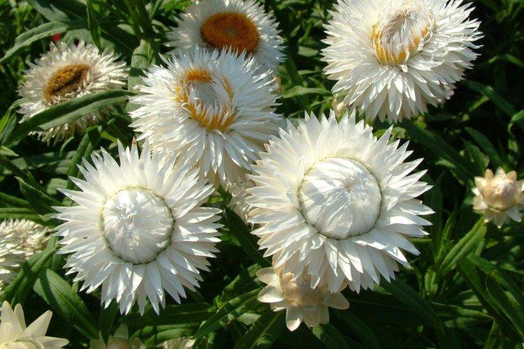 Махровый гелихризум