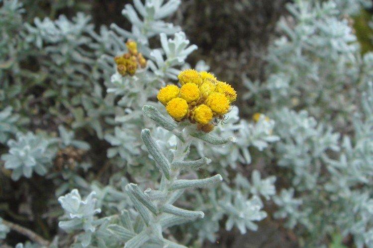 Борьба с вредителями и болезнями