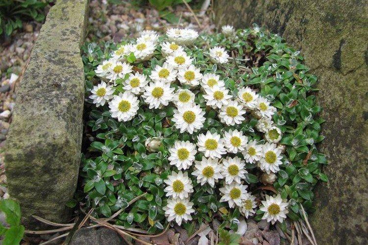 Гелихризум – фото