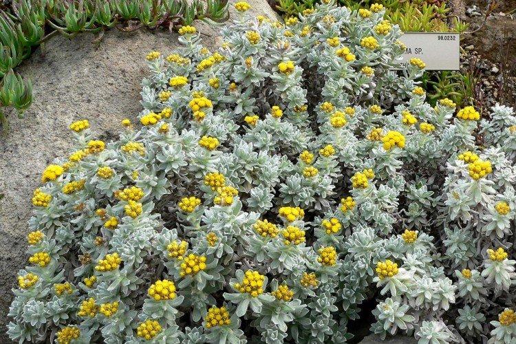 Гелихризум – фото