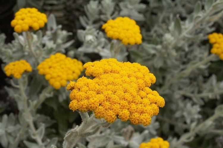 Гелихризум – фото
