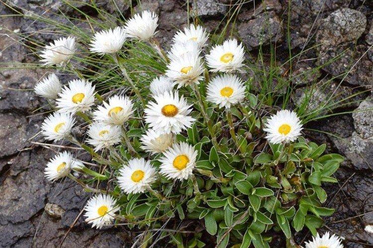 Маргариткоцветковый гелихризум