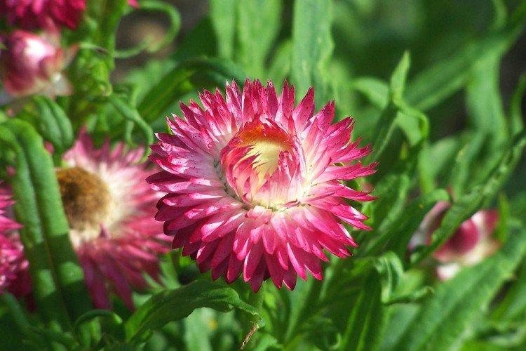 Гелихризум – фото