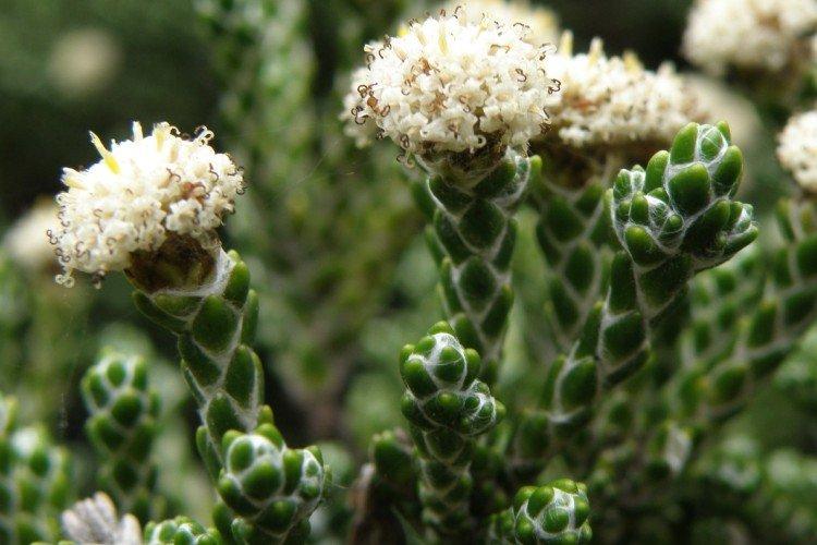 Гелихризум – фото