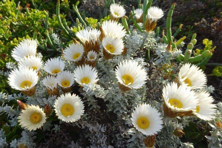 Гелихризум – фото