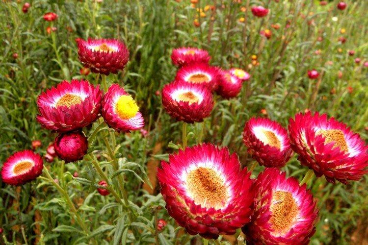 Гелихризум – фото