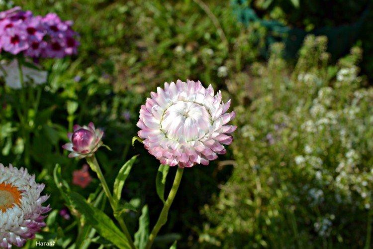 Гелихризум – фото