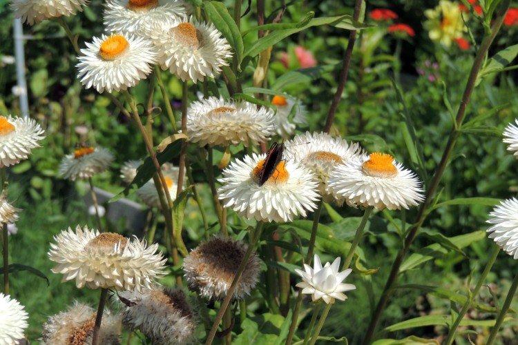 Гелихризум – фото