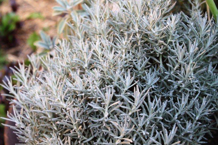 Гелихризум – фото