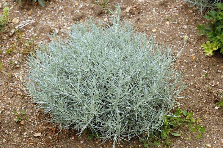 Узколистный гелихризум