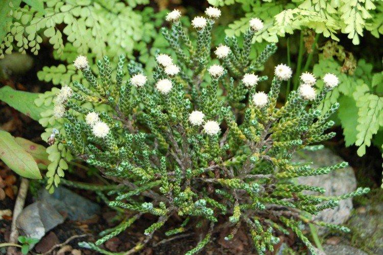 Гелихризум Селаго