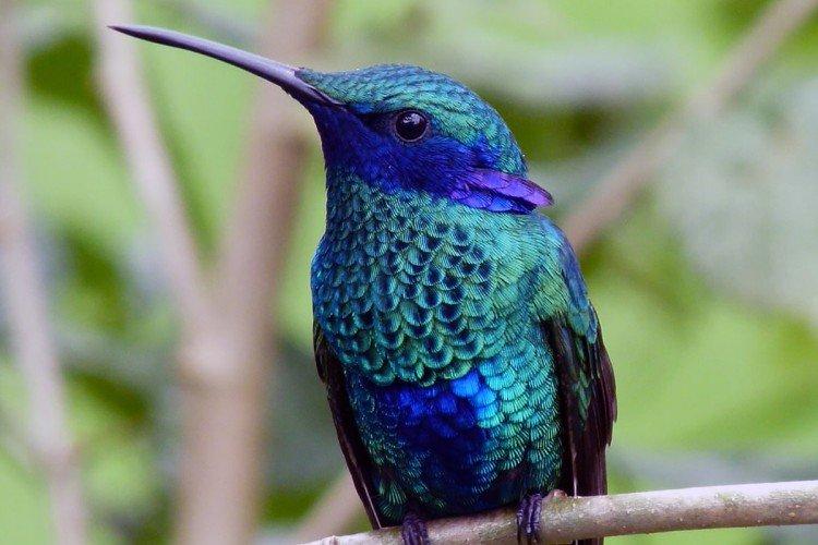 Колибри – фото птицы