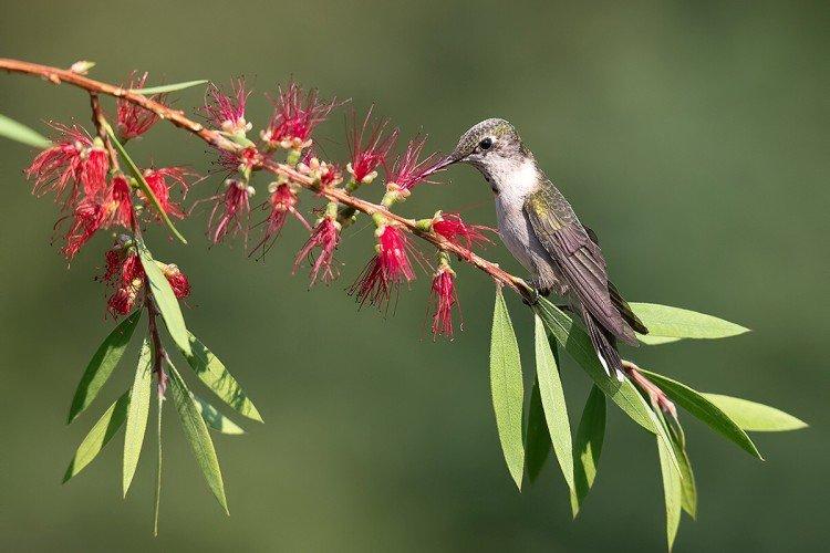 Колибри – фото птицы