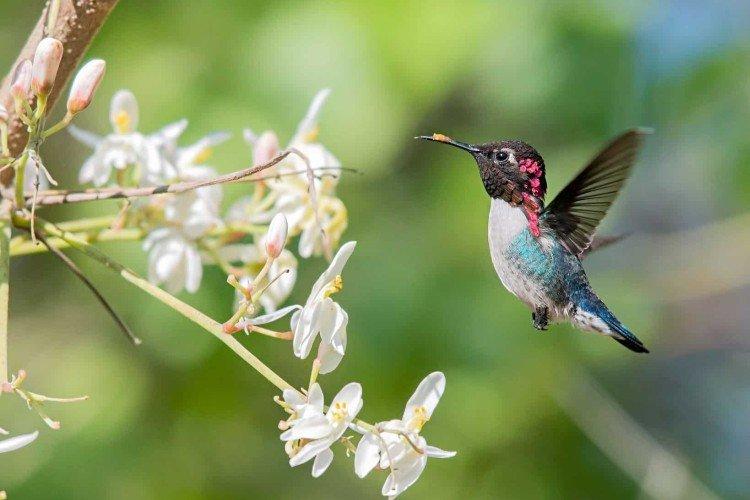 Колибри – фото птицы