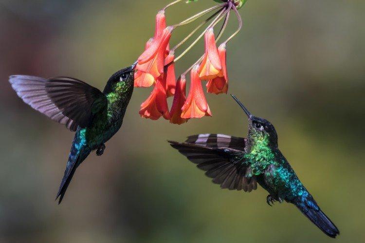 Сколько живут колибри?