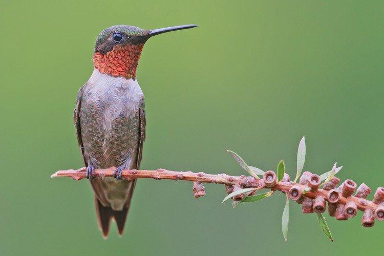 Колибри – фото птицы