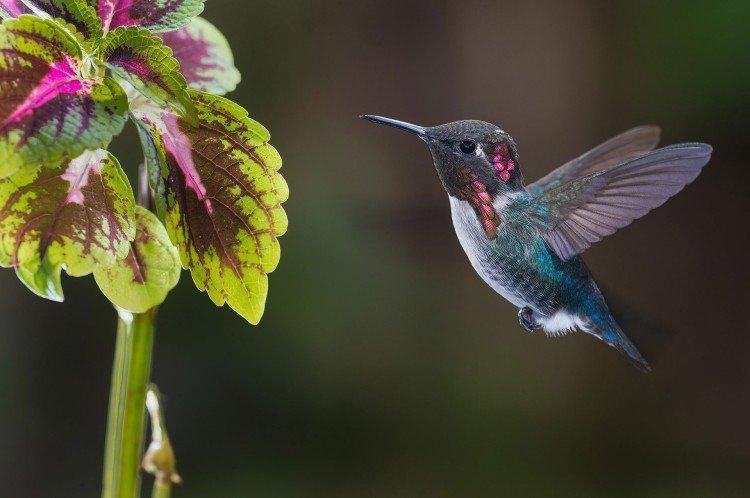 Колибри – фото птицы