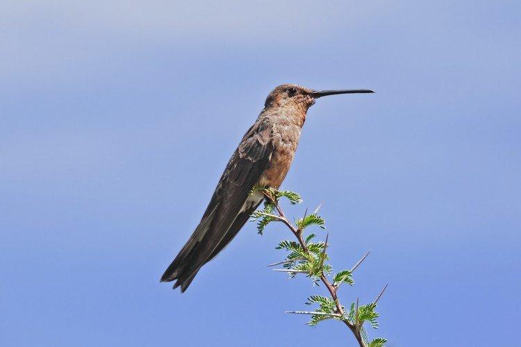 Колибри – фото птицы