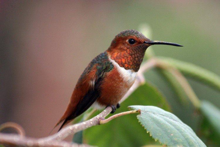 Колибри – фото птицы