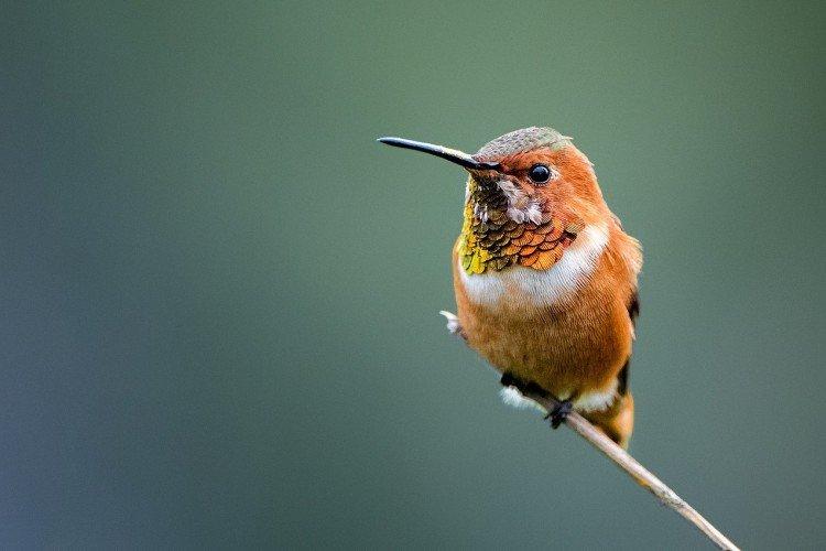 Колибри – фото птицы