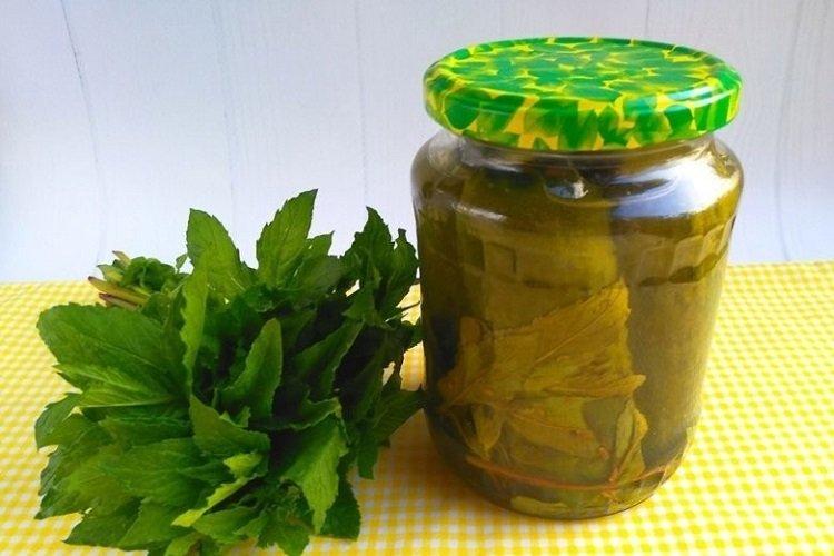 Соленые огурцы с мятой