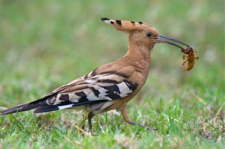 Рацион питания