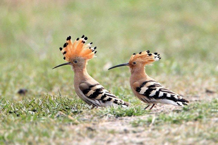 Содержание в неволе