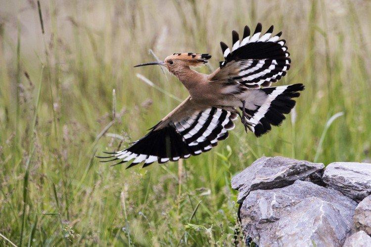 Естественные враги