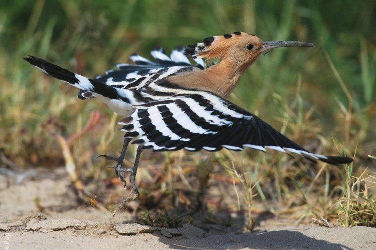 Удод – фото птицы