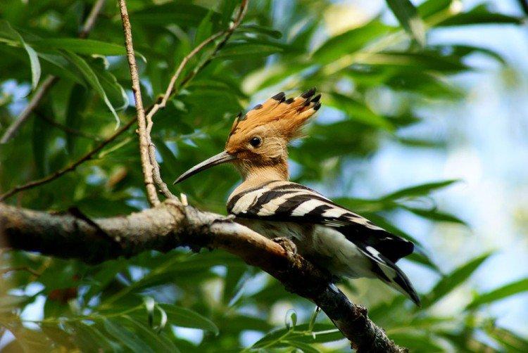 Удод – фото птицы