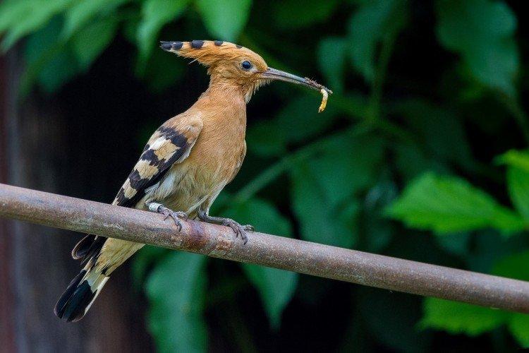 Удод – фото птицы