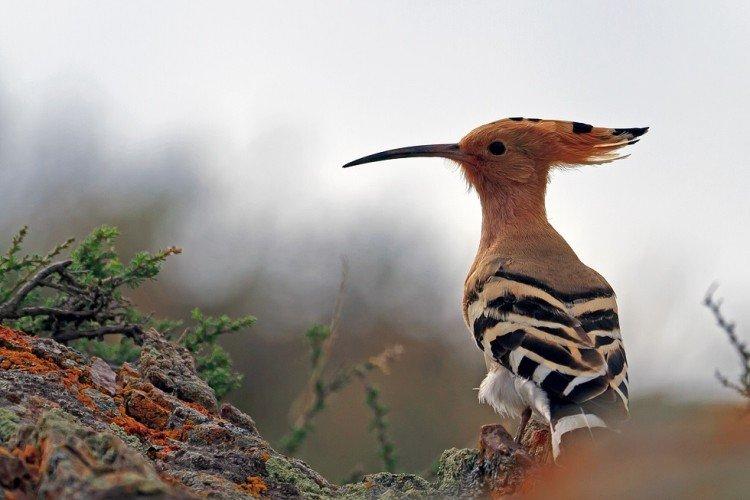 Удод – фото птицы