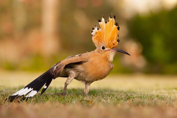 Удод – фото птицы