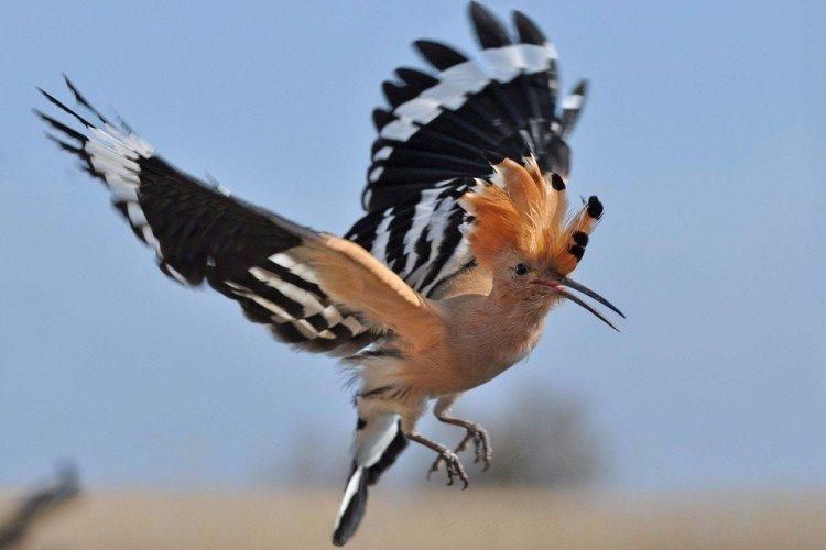 Удод – фото птицы