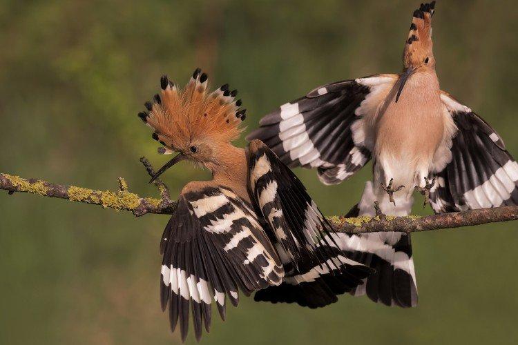 Удод – фото птицы