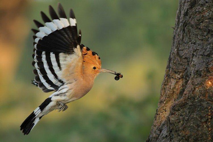 Удод – фото птицы