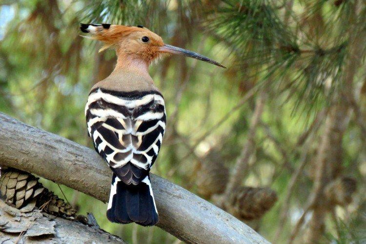 Сколько живут удоды?