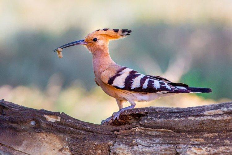 Удод – фото птицы