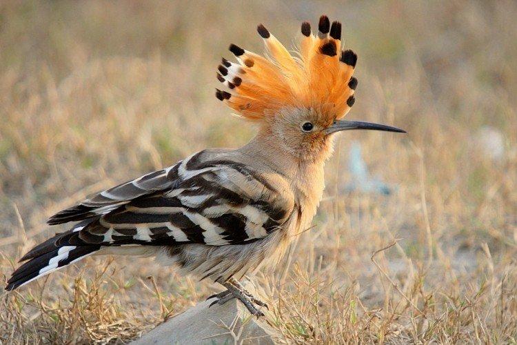 Виды удодов