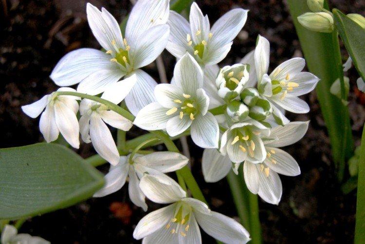 Удобрения и подкормка