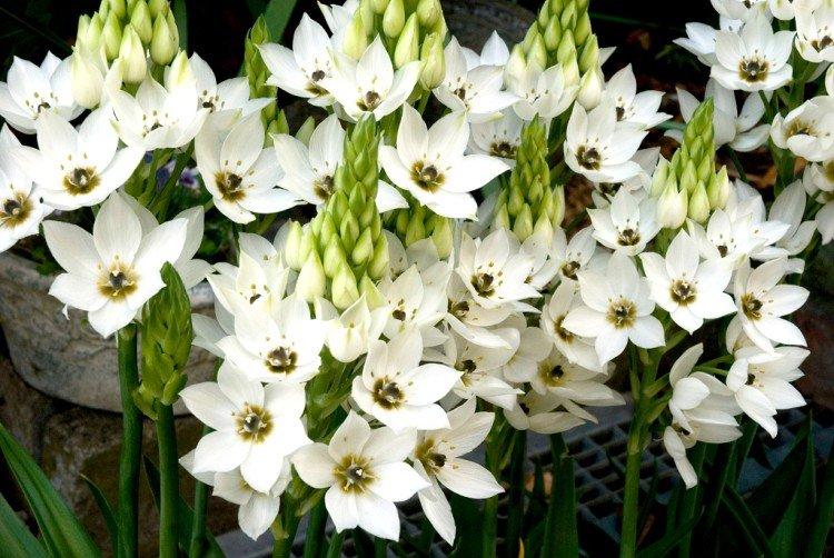 Птицемлечник – фото