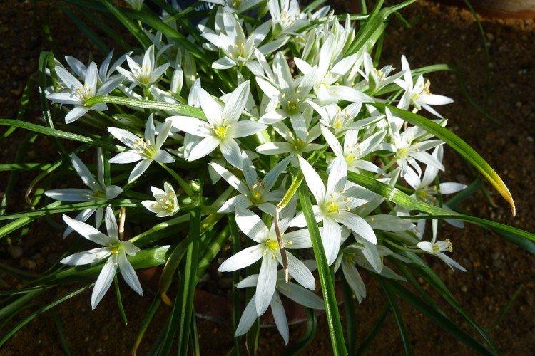 Птицемлечник – фото