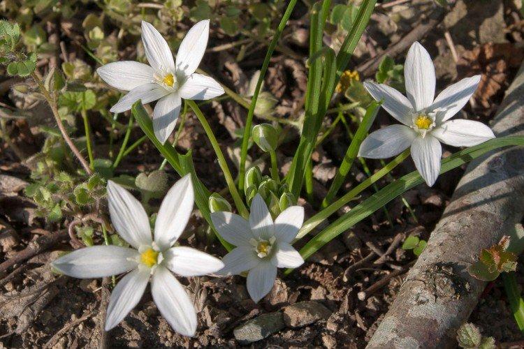 Птицемлечник – фото