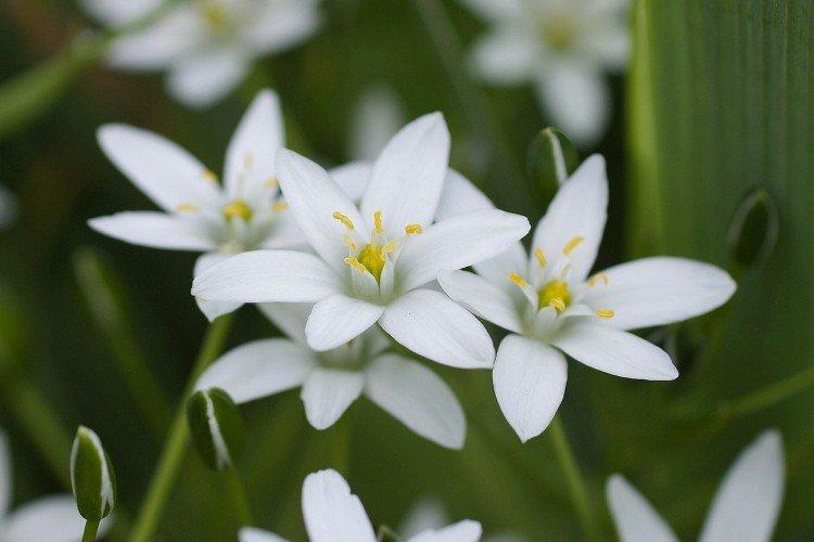 Птицемлечник – фото