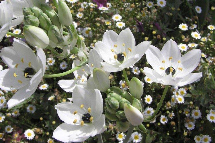 Птицемлечник – фото